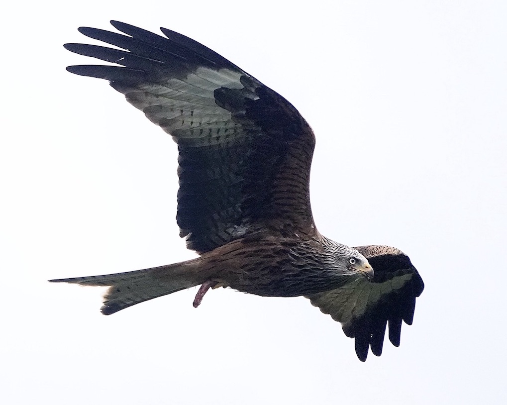 red kite